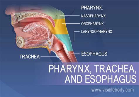 [DIAGRAM] Diagram Of Oesophagus And Trachea - MYDIAGRAM.ONLINE