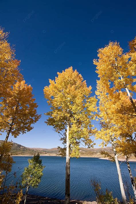 Aspen Trees Aspen Trees Fall Foliage Photo Background And Picture For ...