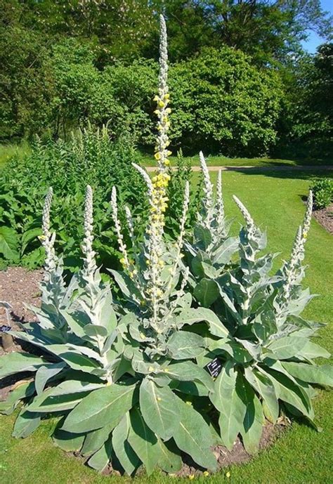 Organic Dried Mullein | Kailash Herbs