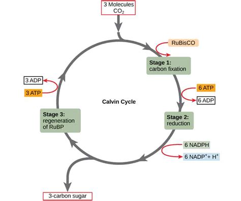 The Calvin Cycle: Definition, Steps and Products | Earth Eclipse