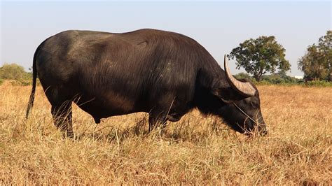 Black Buffalo Eating Grass 1626089 Stock Video at Vecteezy