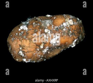 Rubbery rot (Geotrichum candidum) tuber infection on a potato Stock Photo - Alamy