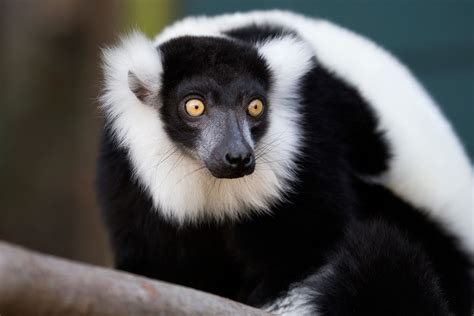 Black and white ruffed lemur of Madagascar | Atlanta zoo, Lemur, Black ...