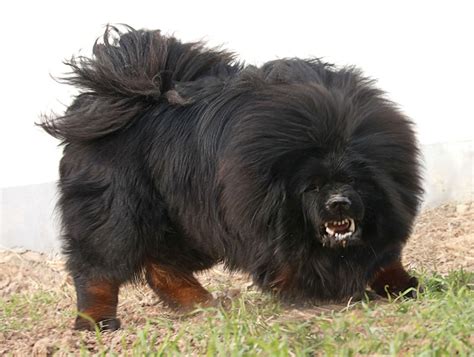 Top 10 Dog Breeds That Look Like Lions