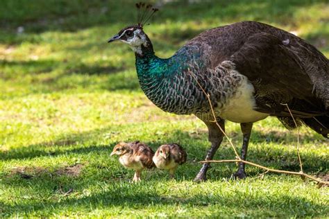 The Indian Peafowl Mom with Little Babies. Blue Peafowl, Pavo Cristatus ...