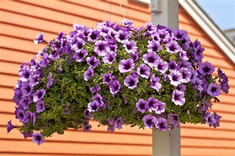 70 Hanging Flower Planter Ideas (PHOTOS and TOP 10) - Home Stratosphere