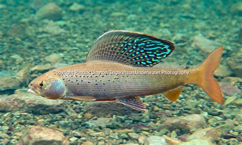 Arctic Grayling | Engbretson Underwater Photography