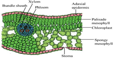 Mesophyll Tissue in Plants - QS Study