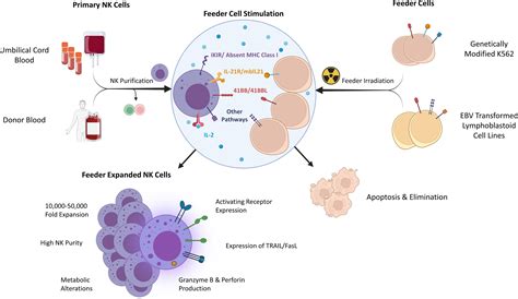 Frontiers | Feeder Cells at the Interface of Natural Killer Cell Activation, Expansion and Gene ...