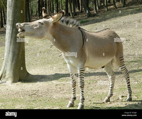 A zeedonk at Groombridge Place in Kent Stock Photo - Alamy