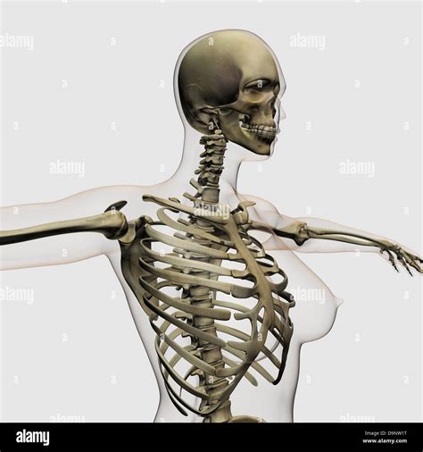 Female Rib Cage Anatomy