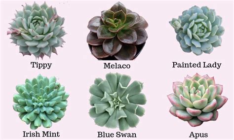 Echeveria Succulent Plant Types | succulent plant