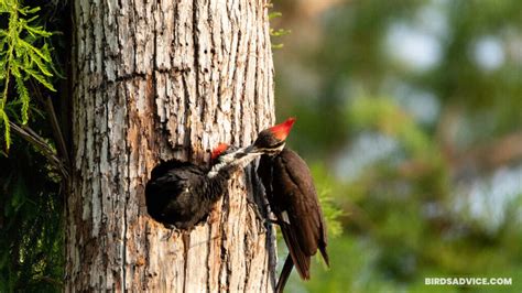 What Do Woodpeckers Eat? 10 Most Common Foods