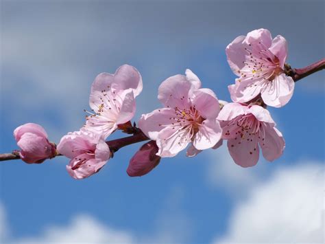 #florir #flowers #flowery branch #fruit tree #spring Cherry Blossom Flowers, Flower Petals ...