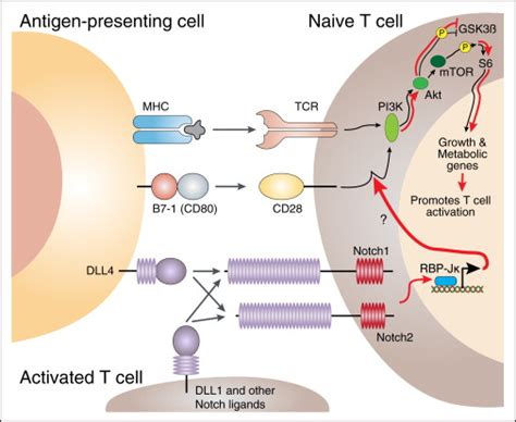 Taking T Cell Priming Down a Notch: Signaling through Notch Receptors ...