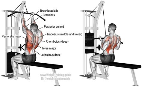 Reverse-grip lat pull-down instructions and video | Weight Training ...