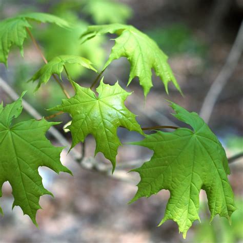 Acer saccharum (sugar maple) – Butterfly Effect Farm