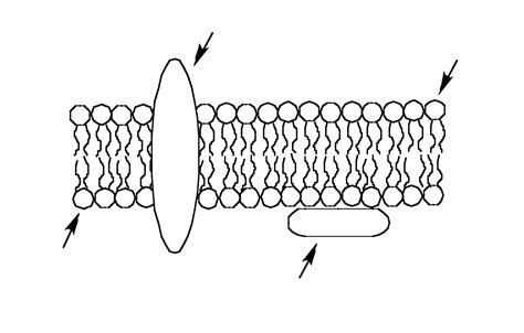 Use the simplified diagram of the plasma membrane to | Chegg.com