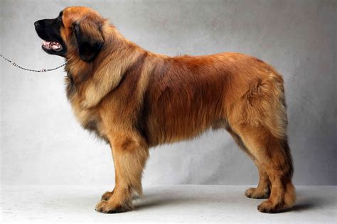 Leonberger Puppies For Sale Ny | librodelpasado