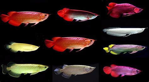 Arowana Fish | FishandAqua