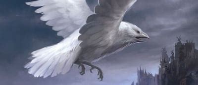 White raven - A Wiki of Ice and Fire