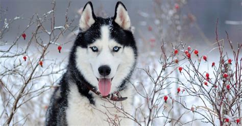 65 Husky Dog Names - A-Z Animals