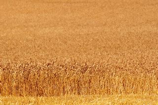 Oceans of Gold | Time for the winter wheat harvest. I'll mis… | Flickr