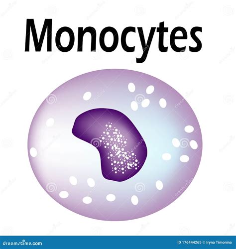 The Structure Of The Monocyte. Monocytes Blood Cell. Macrophage. White Blood Cell Immunity ...