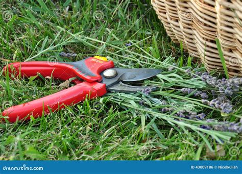 Pruning lavender stock photo. Image of lavender, gardening - 43009186