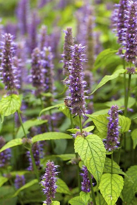 How to Grow and Care for Anise Hyssop Flowers | Gardener's Path