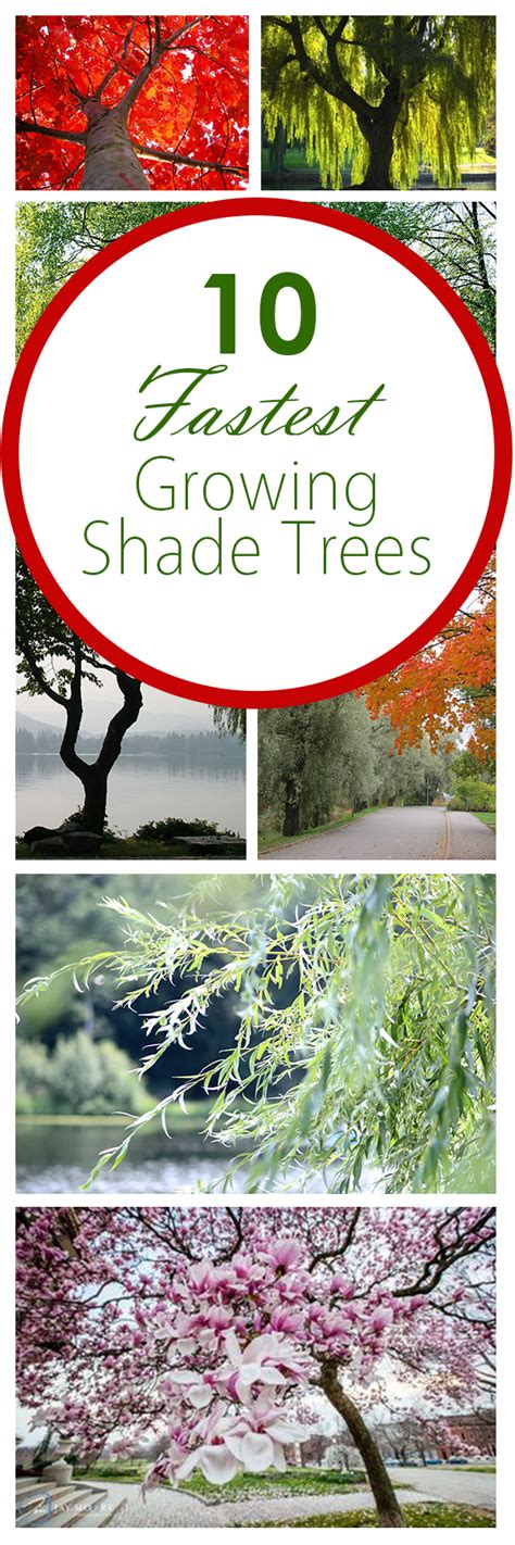 10 of the Fastest Growing Shade Trees ~ Bees and Roses