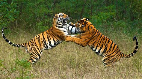 Bengal Tiger Safari Vacation - Natural World Safaris