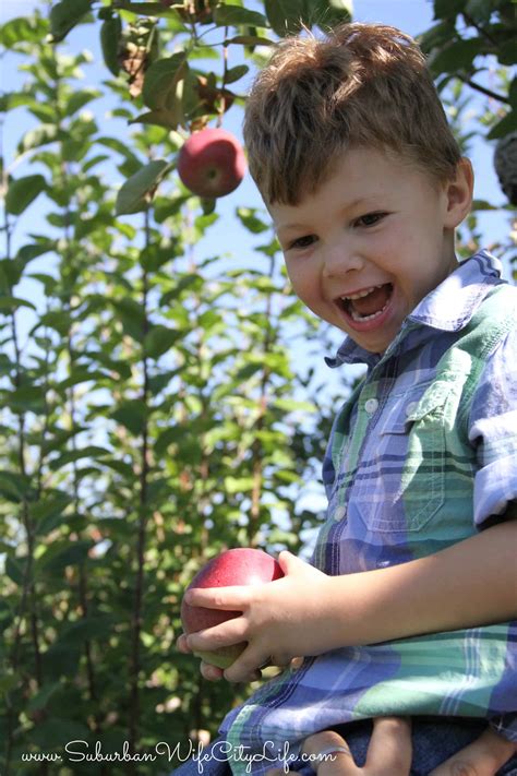 Apple Picking 2016 - Suburban Wife, City Life