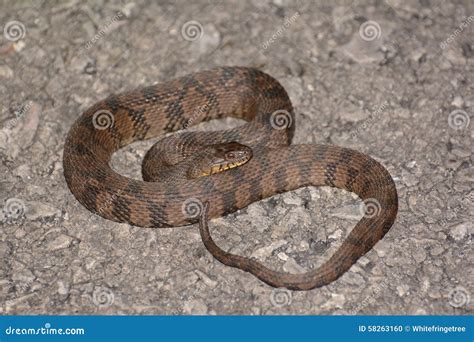 Diamondback Watersnake (Nerodia Rhombifer) Stock Photo - Image: 58263160