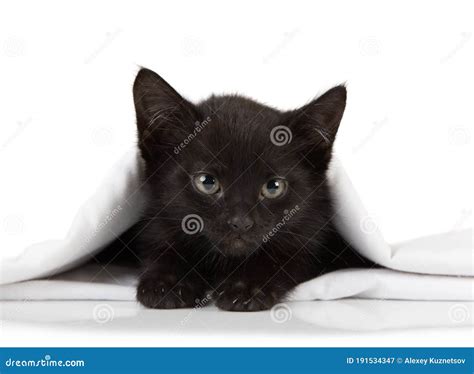 Lovely Black Kitten Looks Out Under the Blanket Stock Image - Image of comfort, indoor: 191534347