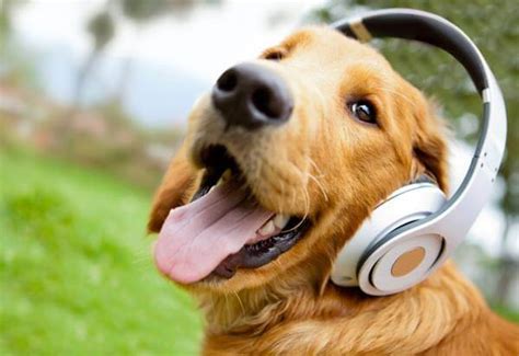 These Are The Music Genres That Dogs Love Listening To Most