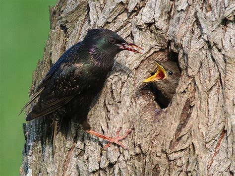 The Starling Nest – DFW Urban Wildlife