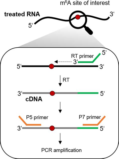 Library preparation scheme for amplicon sequencing of targeted m 6 A ...