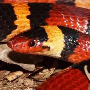 Scarlet Kingsnake - Facts, Diet, Habitat & Pictures on Animalia.bio