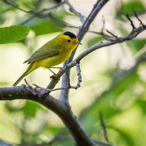 ten ways to help wild birds | SECOND NATURE GARDEN DESIGN