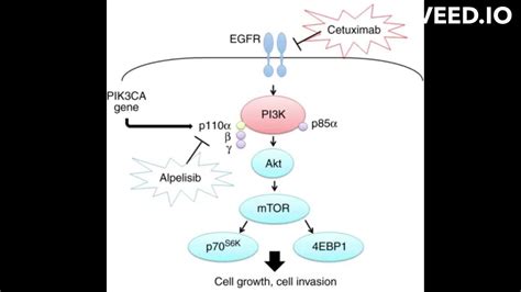 Cetuximab mode of action - YouTube