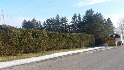 Cedar hedge trimming | Cedar hedge, Hedges, Shrubs