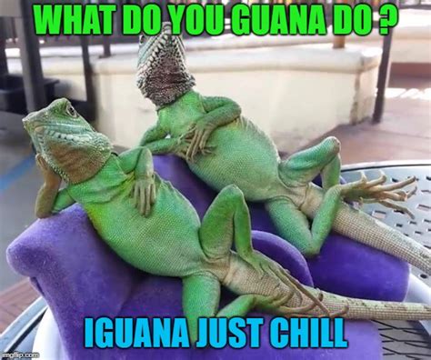 FARK.com: (11080539) Suddenly Iguana