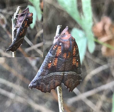 Moths have a secret but vital role as pollinators in the night