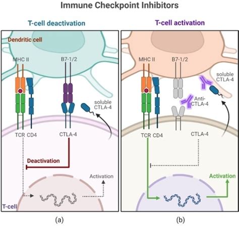 Figure 1. A schematic presentation of anti-CTLA-4 agents in action. (a) APCs, such as dendritic ...