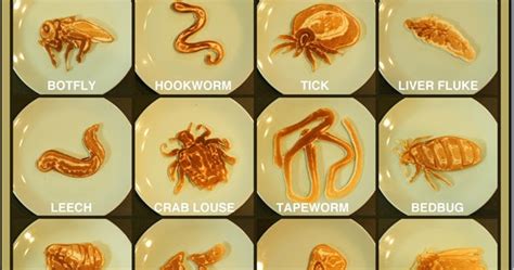 Saipancakes: Human Parasites