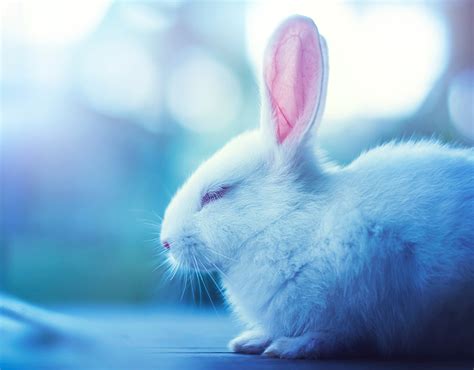 Wallpaper rabbit White Animals