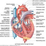 Heart Anatomy Diagram Printable | Anatomy Worksheets