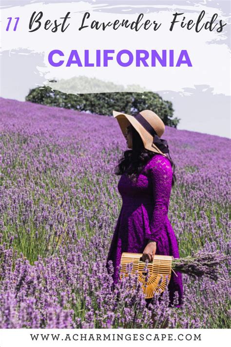 11 Best Lavender Fields to visit in California — A Charming Escape