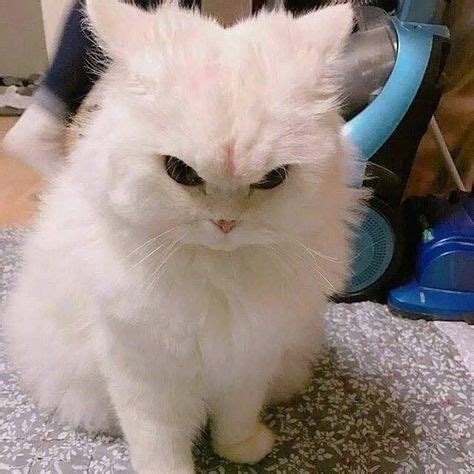 Totally angry 😠 Don't bother me 🖐🏻👋🏻 #angry #unhappy #farawayfromme #kitty #kitten #cat #cats # ...